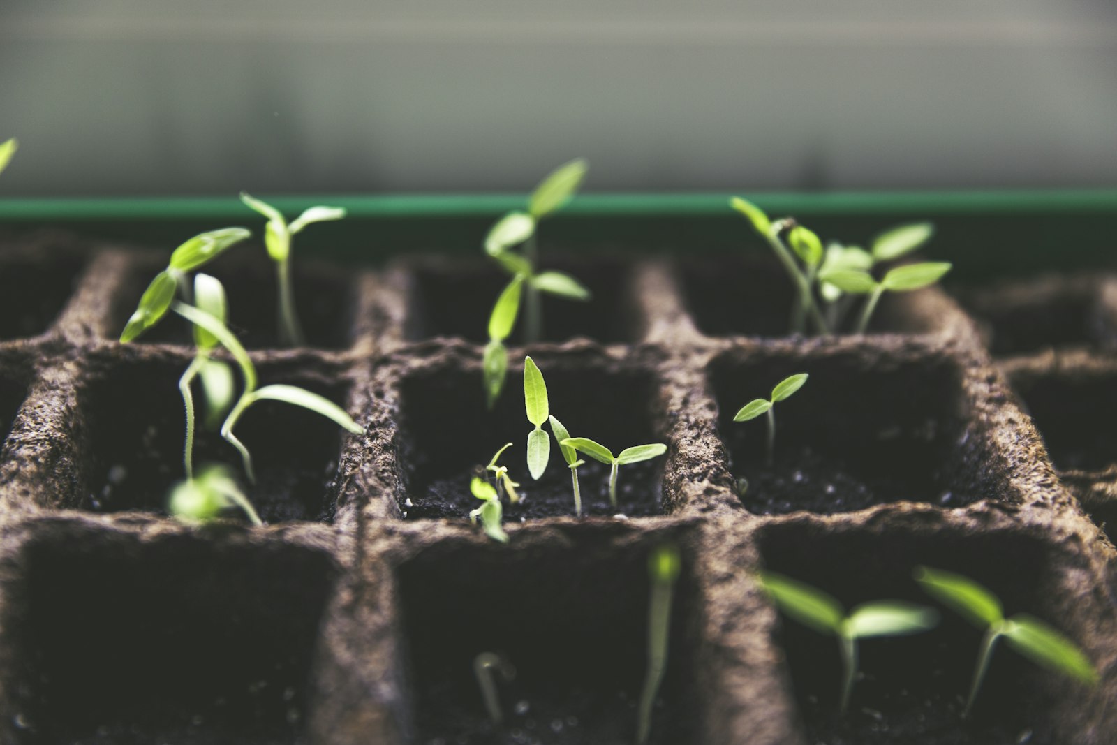 Composition de jardinière en cours de réalisation
