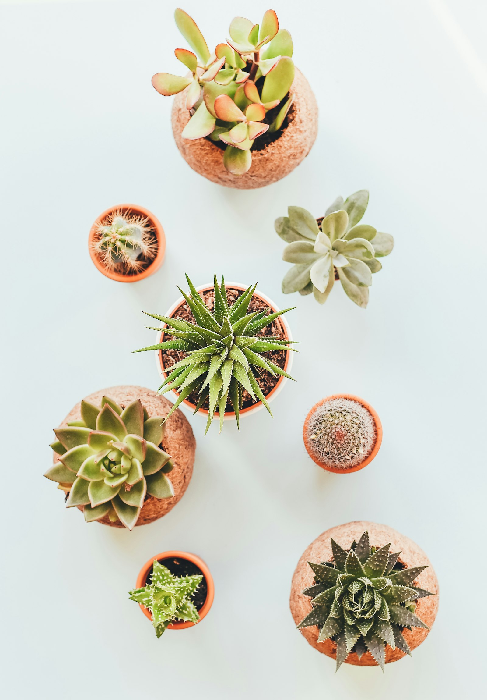 Composition florale en pot terre cuite